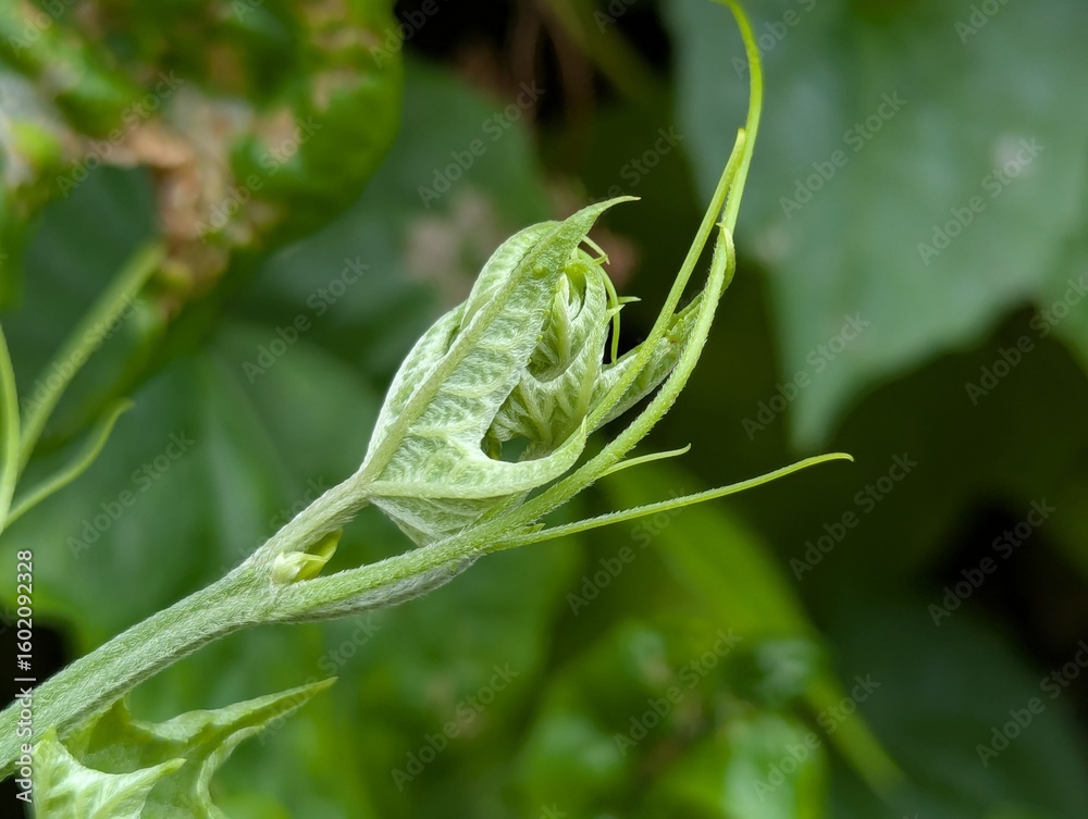 Naklejka premium green grasshopper on a branch