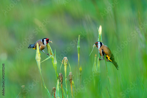 ptaki szczygły na trawach wyskubują ziarna