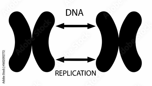 Illustration showing dna replication with two chromosomes and arrows indicating the process of copying