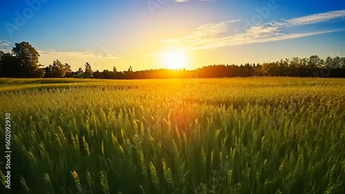 Serene sunset over a golden field with vibrant green grass and a tranquil forest backdrop