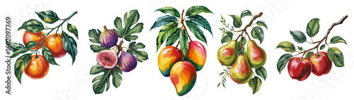 Set of fruit tree branches in watercolor style featuring apple, pear, mango, orange and fig. Hand-painted look, isolated on transparent background for easy use
