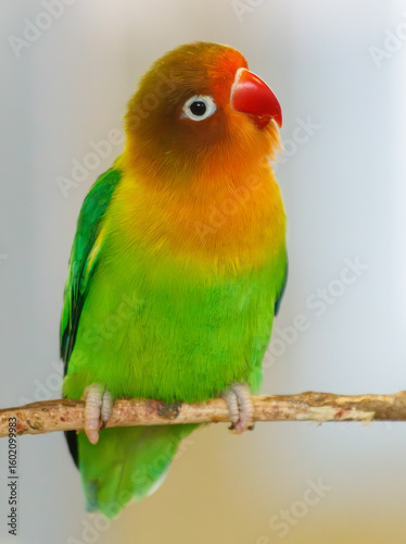 A green and yellow bird is perched on a branch