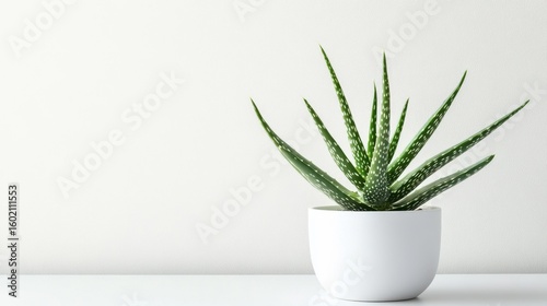 Green Aloe Vera Plant in a White Pot Against a Minimalist Background