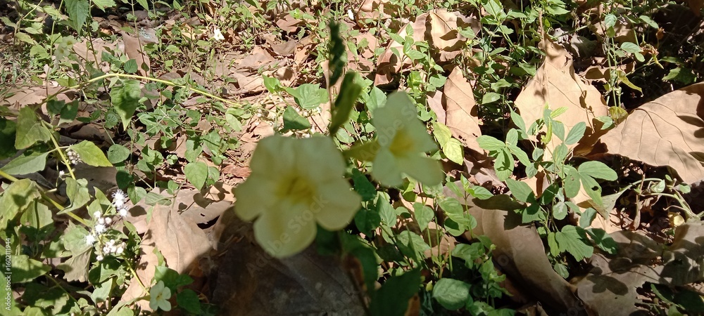 Fototapeta premium green grass in the forest