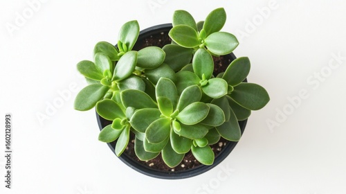 Green Succulent Plant in Black Pot on White Background for Decor