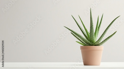 Green Aloe Plant in Simple Pot Against Minimalist Background