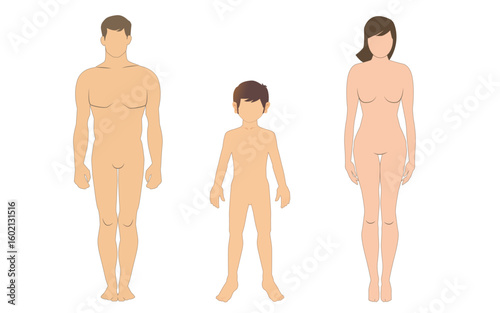 Vector illustration of man, woman and child body proportions flat style, front view of man. flat style
