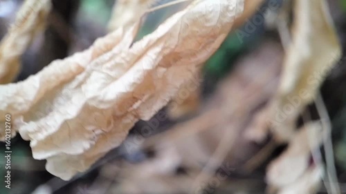 Macro Shot of Dry Clitoria ternatea Leaves Fluttering in the Wind, Nature Closeup in Motion