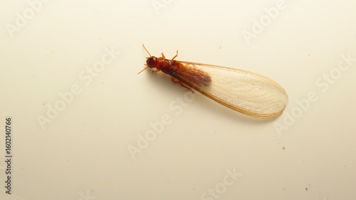 Termite with wings found on a light surface during daylight in a residential area
