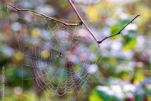 Wallpaper Mural Circular Spider Web with dew and a spider Torontodigital.ca