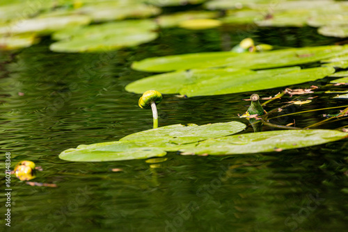 Petal of blooming water lily and leaves in Veleka river
