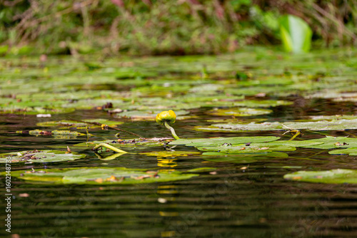 Petal of blooming water lily and leaves in Veleka river