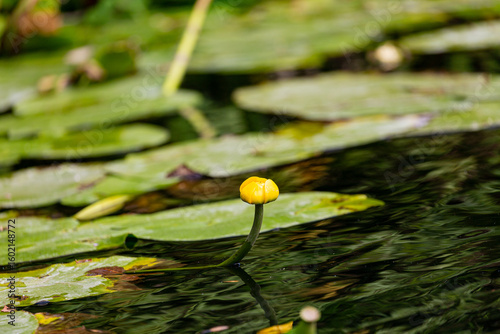 Petal of blooming water lily and leaves in Veleka river