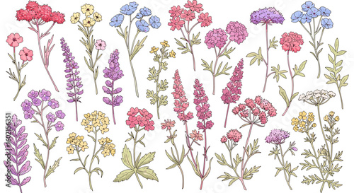 Hand-drawn wildflower collection: vibrant floral elements for nature-i