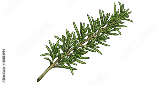 Detailed drawing of fresh rosemary herb sprig