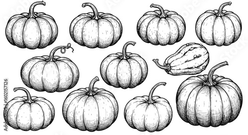 Hand-drawn pumpkin collection with intricate line art on white backgro
