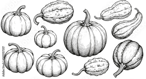 Hand drawn variety of pumpkins and gourds for autumn harvest