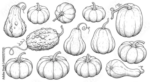 Hand drawn collection of pumpkins and gourds for autumn decor