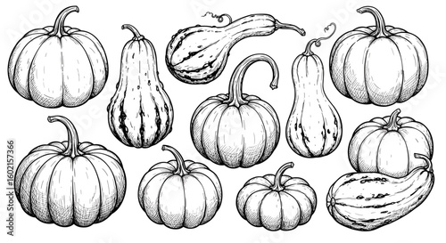 Hand drawn pumpkin and gourd collection for autumn harvest decor