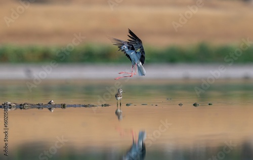 Black-winged Stilt (Himantopus himantopus) is a species that breeds in the wetlands of Diyarbakır Tigris Valley, as well as in many other wetlands.