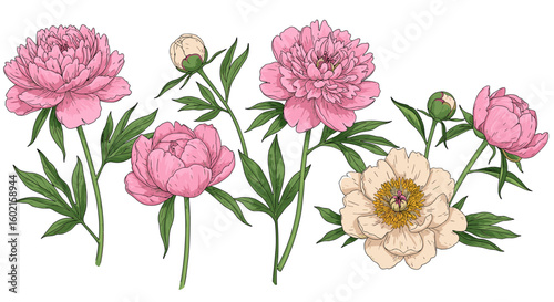 Elegant pink and cream peonies with green leaves on white background