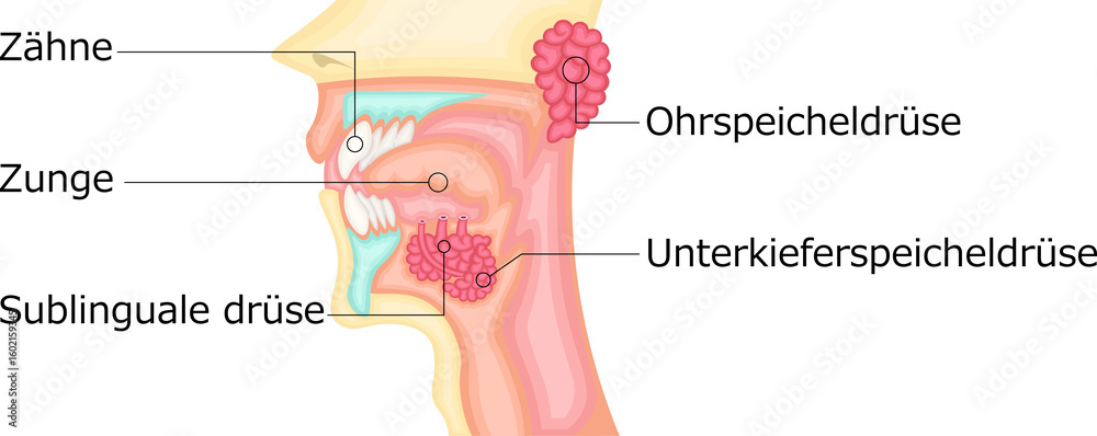 Obraz premium 口腔 唾液腺 イラスト ドイツ語