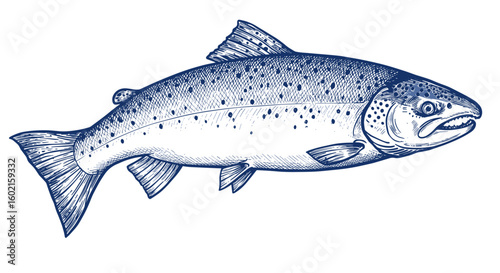 Blue etching of swimming trout with detailed lines and fin patterns