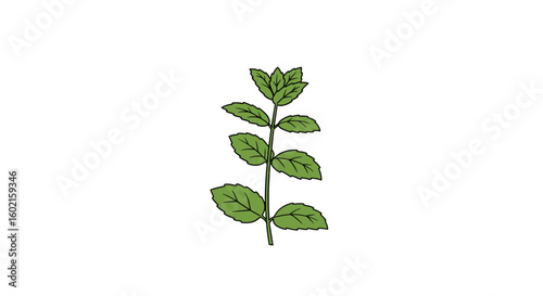 Hand drawn fresh mint leaf on white background: herbal symbol