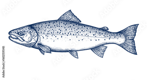 Detailed engraving of a salmon fish on white background