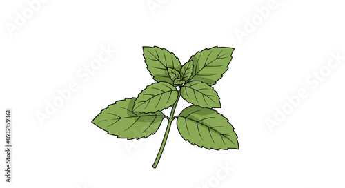 Mint plant illustration with detailed green leaves on white background