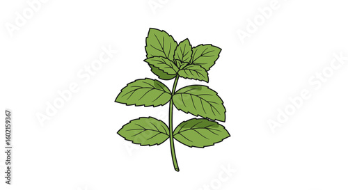 Detailed drawing of fresh mint plant with green leaves