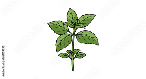 Fresh green basil plant on white background in cartoon style