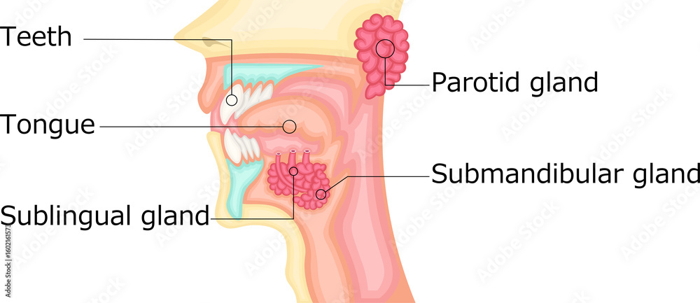 Obraz premium 口腔 唾液腺 イラスト 英語