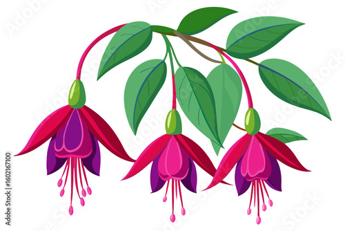 Beautiful fuchsia flowers hanging with green leaves vector illustration botanical design for floral art