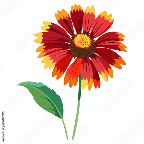 Explore beautiful gaillardia flower illustration, vibrant petals, floral design element, nature art