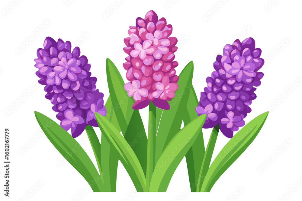 Obraz premium Beautiful hyacinth flower illustration vector design for spring floral arrangements and garden decor ideas