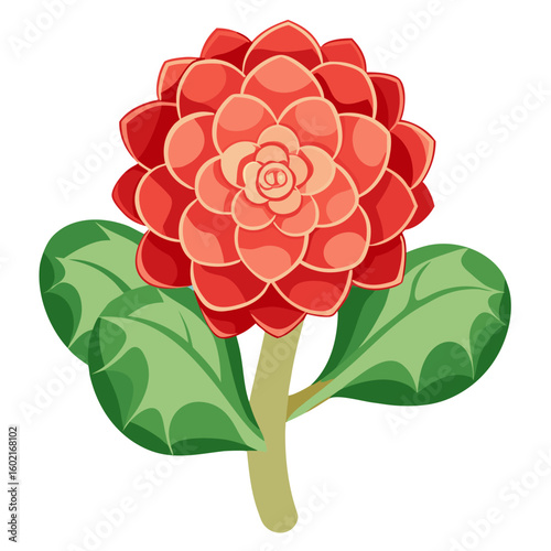 Red echeveria succulent plant illustration, botanical art print for gardening enthusiasts and designers
