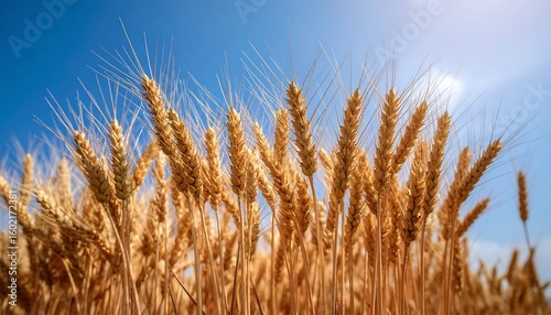 Wallpaper Mural Golden wheat field under a vibrant blue sky Torontodigital.ca