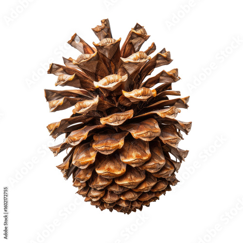 Close-up of a dried pine cone, showcasing its intricate scales and warm brown tones against a pure black background