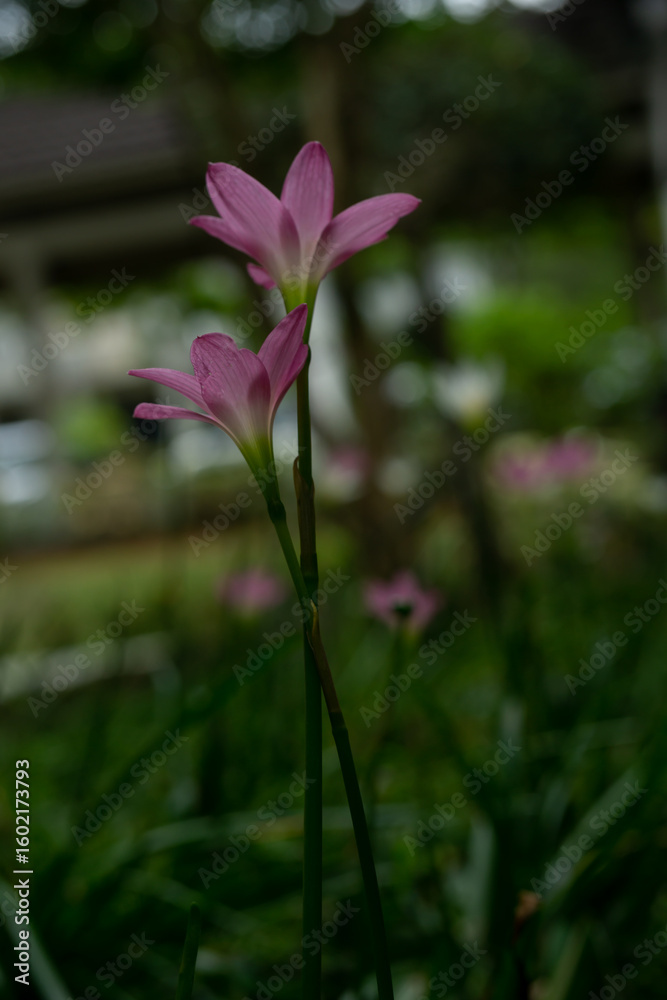 Fototapeta premium white-rain-lily-with-bokeh-background