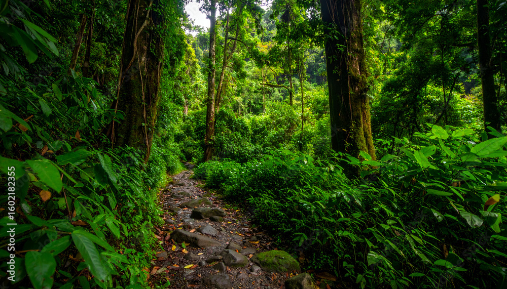 Lush Jungle Hiking Trail. Lush Jungle Hiking Trail.