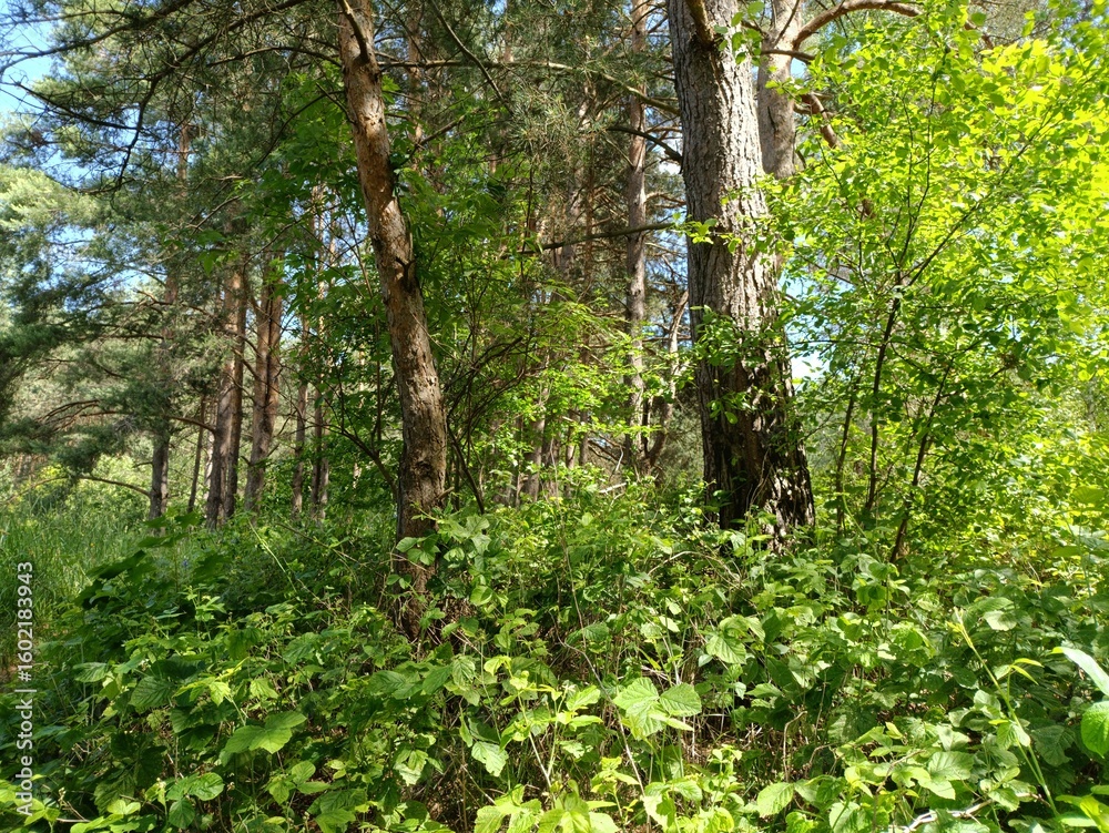 Salduve park during sunny summer day. Pine and birch tree woodland. Small trees and bushes are growing in forest. Sunny day with white and gray clouds in sky. Nature. Salduves parkas. Salduve park during sunny summer day. Pine and birch tree woodland. Small trees and bushes are growing in forest. Sunny day with white and gray clouds in sky. Nature. Salduves parkas.