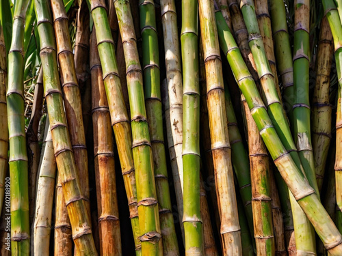 Green and brown sugarcane stalks close up yellow