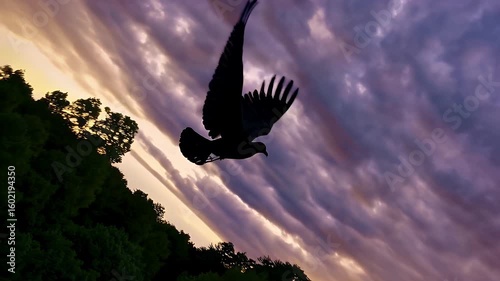 cinematic 4K footage majestic black bird soaring over dense green forest during sunset silhouetted against colorful sky evoking fantasy mystery elegance