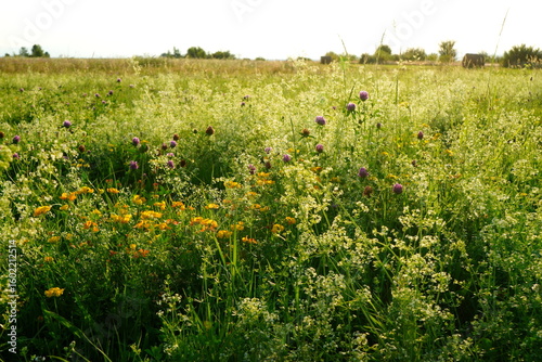 Summer field in the countryside in Transylvania, Romania with birdsfoot trefoil (lotus corniculatus), white bedstraw (galium album) and red clover wild flowers among grass