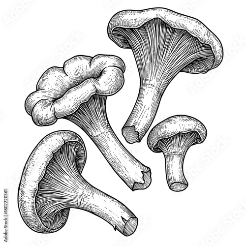 Chanterelle mushrooms — black and white ink sketch, vector illustration.

