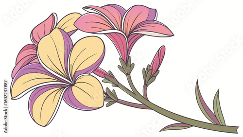 Illustration of a frangipani branch with open flowers and buds in pink yellow and purple hues