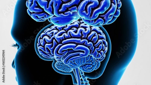 Exploring the human brain and nervous system anatomy through an informative illustration