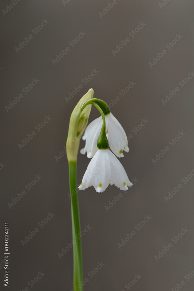 Fototapeta premium Summer snowflake flower - Latin name - Leucojum aestivum Bridesmaid