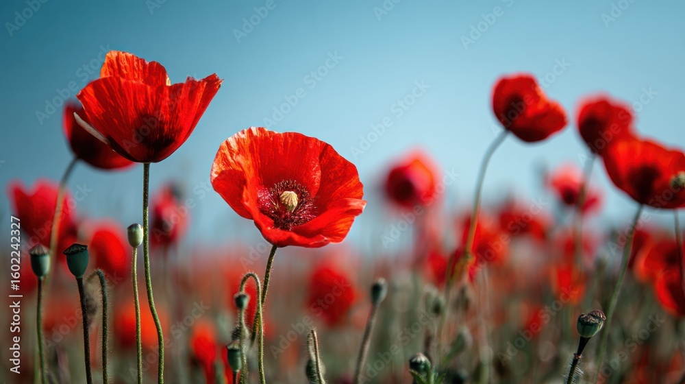 Fototapeta premium A vibrant red flower field under a bright sky, cheerful and lively